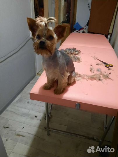 Йоркширский терьер