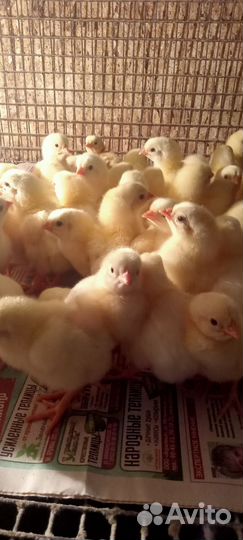 Цыплята бройлеры,гусята, индюшата,утята