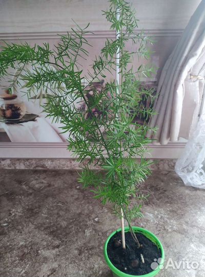 Аспарагус
