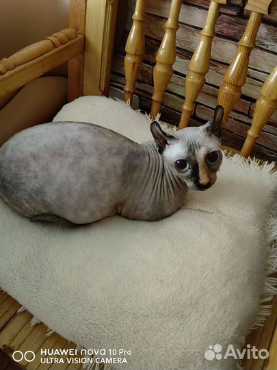 Ваш будущий чемпион двельф