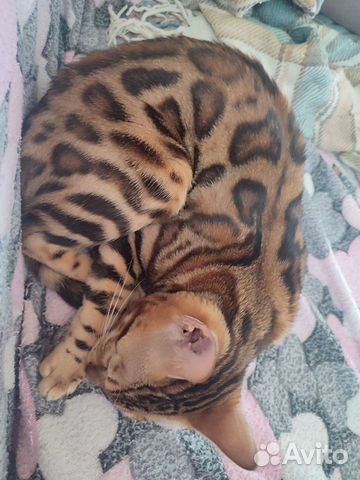 Бенгальская кошка в питомцы или разведение объявление продам