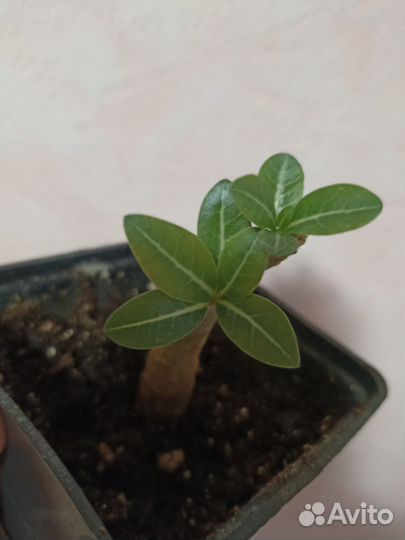 Адениум арабикум