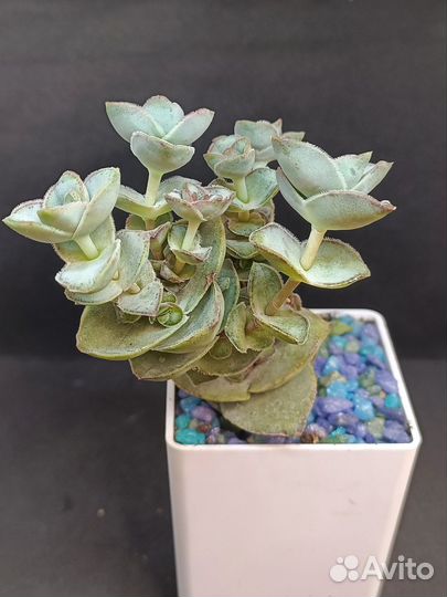 Суккуленты 3