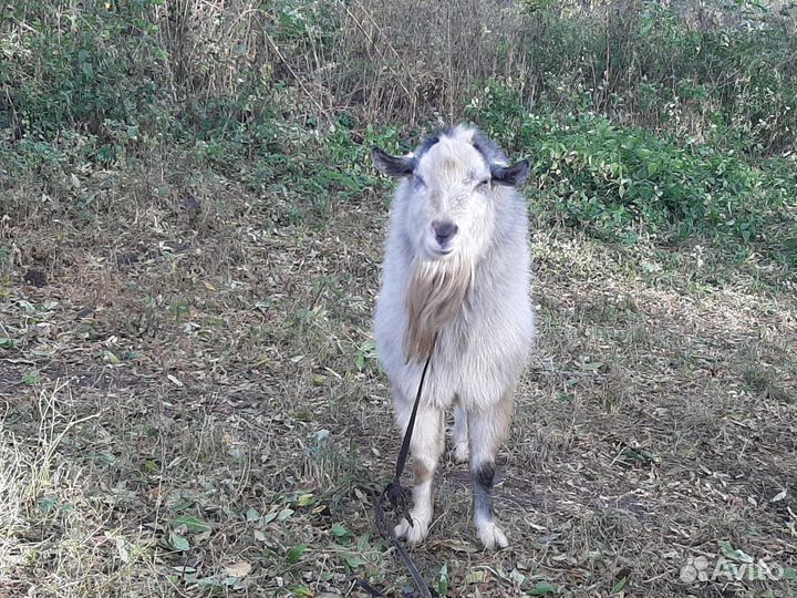 Козлик комолый