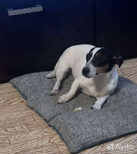 Джек рассел