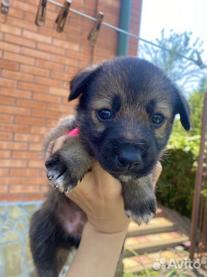 Щенки хаски