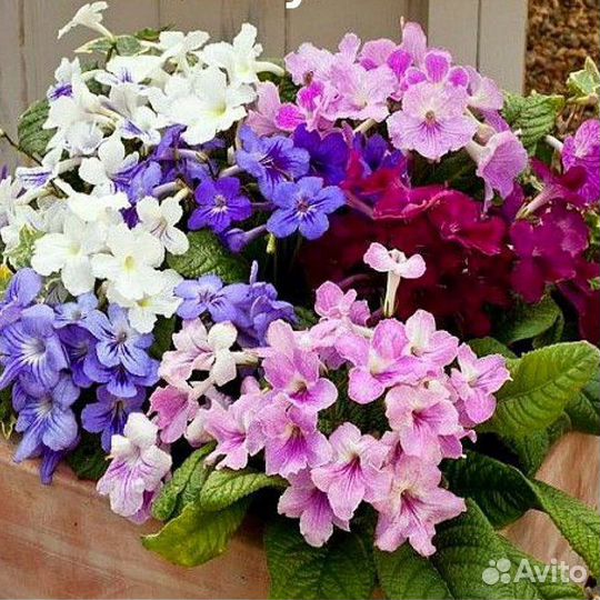 Стрептокарпус