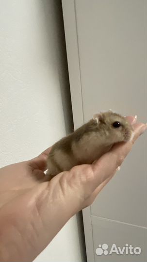 Хомяк с клеткой