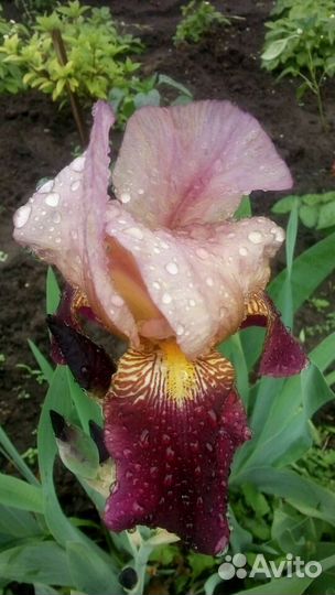 Ирис сортовой