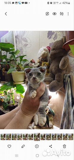 Украинский левкой