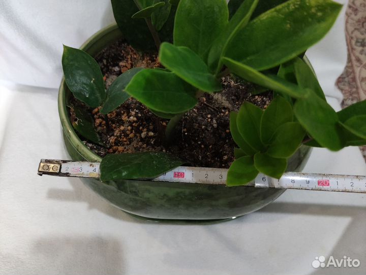 Замиокулькас