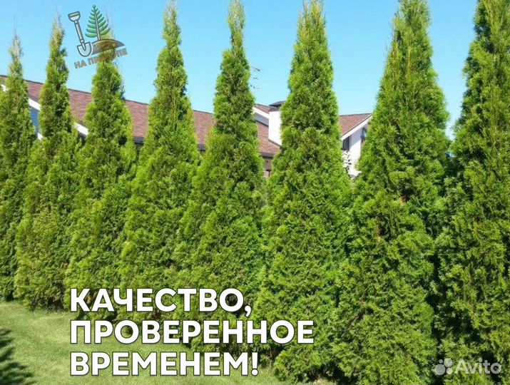Туя 1,8 м