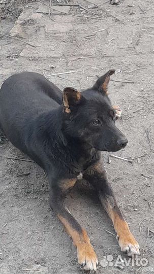 Собака в добрые руки