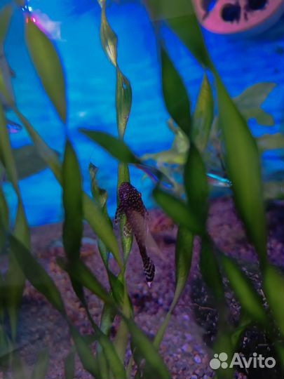 Сомики анцитрусы