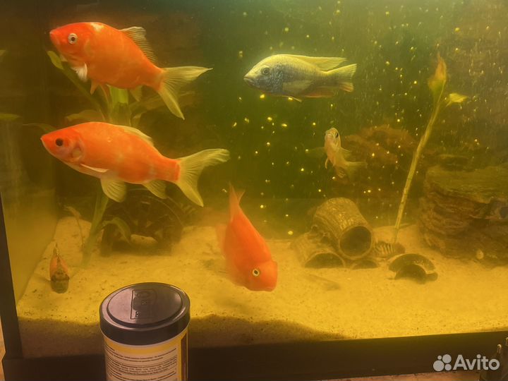 Аквариум с рыбами