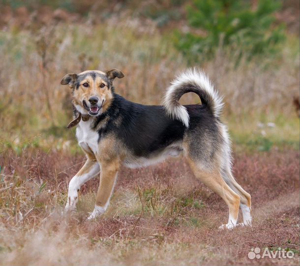 Собака в добрые руки Митяй