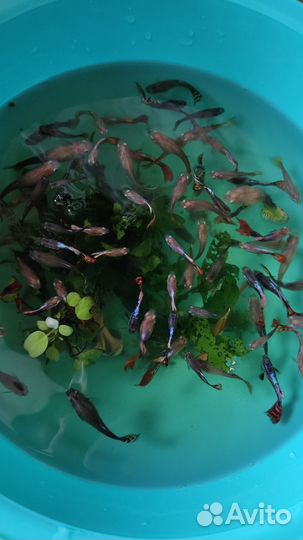 Мальки гуппи