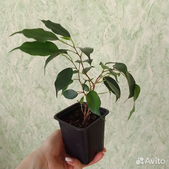 Бенджамина