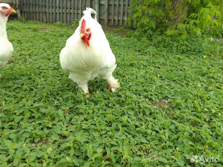 Петух, гуси