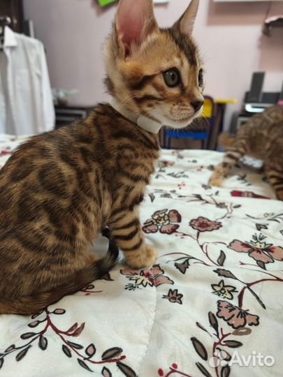 Бенгальские котята