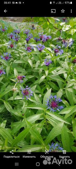 Васильки цветы