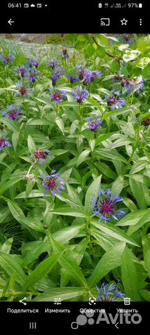 Васильки цветы