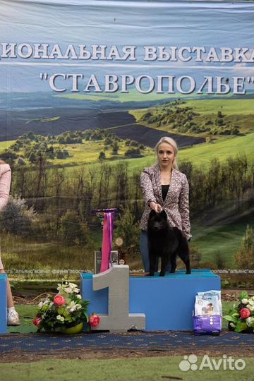 Кобель вязка