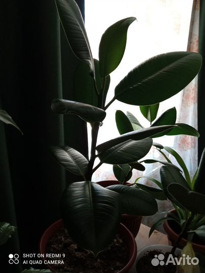 Продаю комнатные цветы