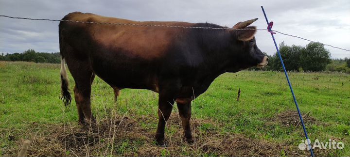 Джерсейский бык