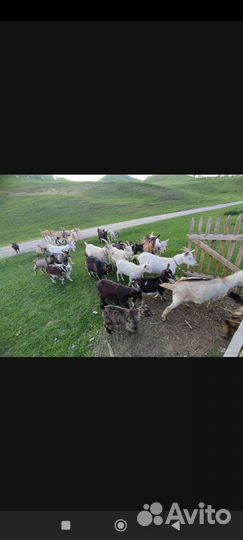 Козы, козлята