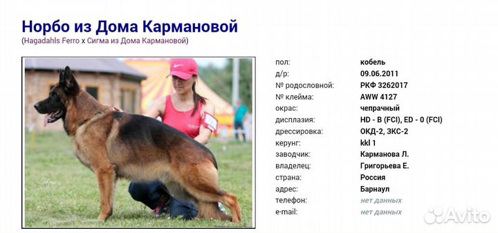 Немецкая овчарка.Щенки