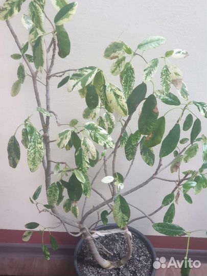 Фикус рубигиноза вариегатная