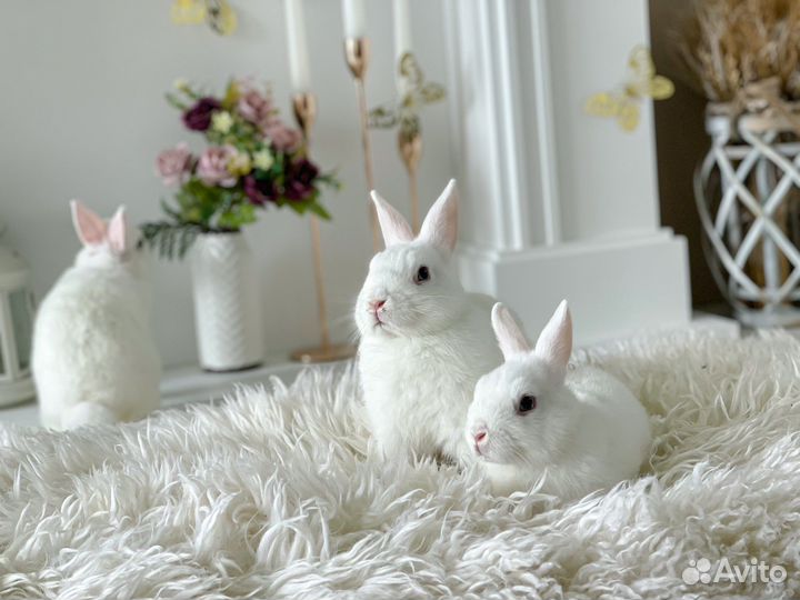 Кролик гермелин