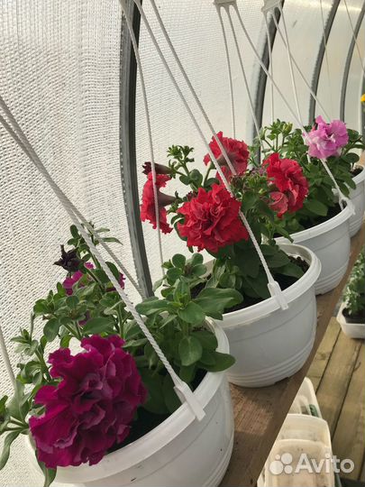 Рассада цветов