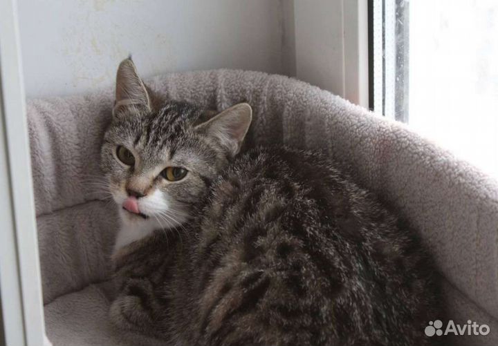 Котёнок Тэффи в добрые руки