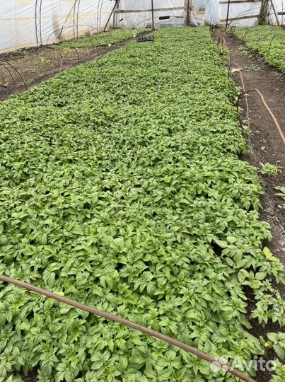 Рассада томатов,огурцов,перца,баклажан, базилика