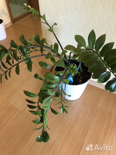 Замиокулькас