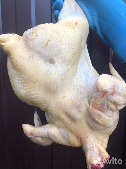 Мясо бройлера