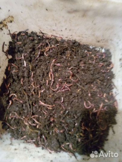 Навозный червь