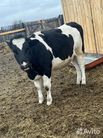 Бык и телка