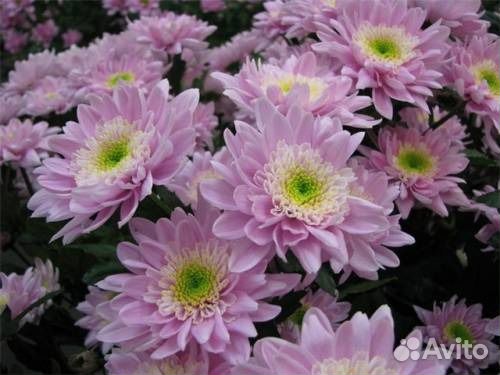 Хризантема