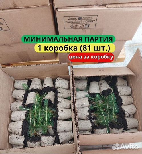 Сеянцы сосны обыкновенной зкс в розницу