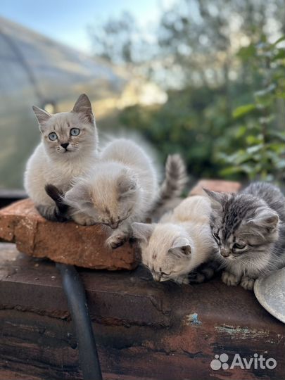 Котята в добрые руки