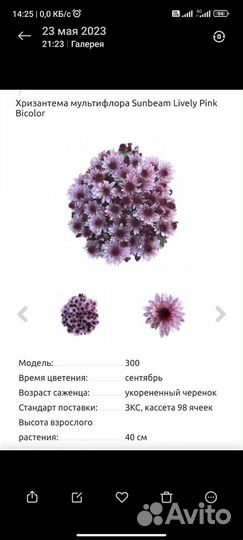 Шаровидные хризантема