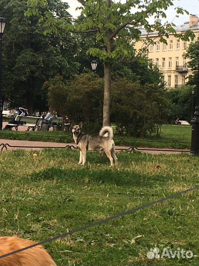 Собака в опасности