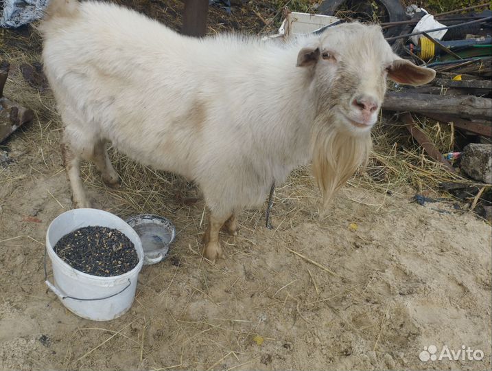 Козел зааненский