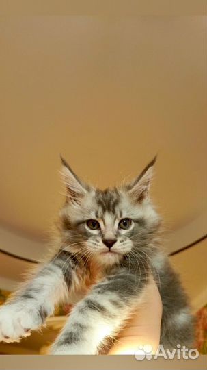 Чистокровные котята Мейн-кун