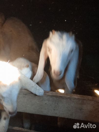 Нубийская коза с козлятами