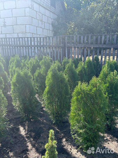 Туя Смарагд