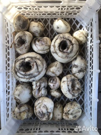 Рябчик императорский